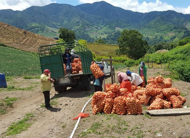 Noticia Radio Panamá | Productores de Cebolla reclaman compra de la cosecha