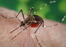 Noticia Radio Panamá | Directora General de Salud dice que hasta la fecha no hay casos graves de Dengue