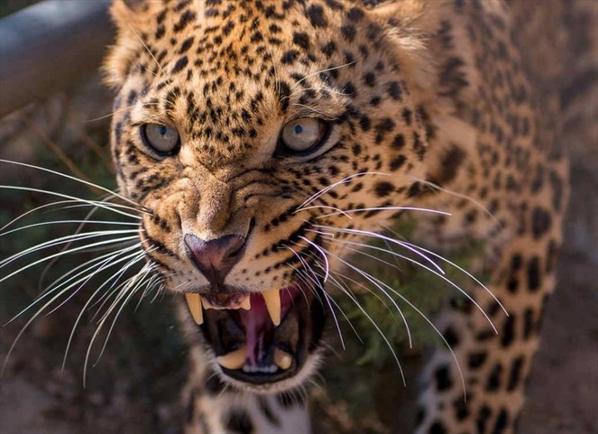 Noticia Radio Panamá | Leopardo devora niño en un parque natural de Uganda