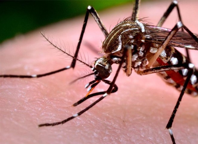Noticia Radio Panamá | MINSA reitera a la población eliminar los criaderos del mosquito Aedes Aegypti durante época de lluvia