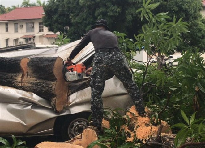 Noticia Radio Panamá | Sistema de mal tiempo deja árboles caídos y viviendas afectadas