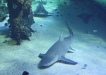 Noticia Radio Panamá | Roban tiburón de un acuario en EE.UU.