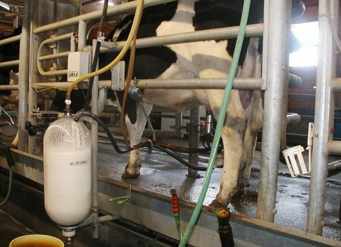 Noticia Radio Panamá | Productores de leche alzan su voz ante crisis del sector agropecuario