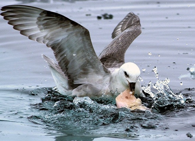 Noticia Radio Panamá | Aves marinas comen plástico porque su olfato lo confunde con alimento