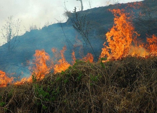 Noticia Radio Panamá | Aumentan los incendios de masa vegetal en el país