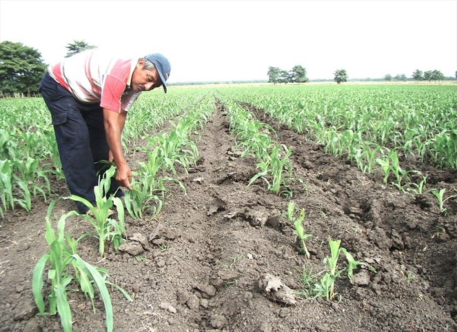 Noticia Radio Panamá | Cámara de Comercio señala que la tecnología es la salida para el agro