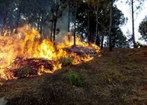 Noticia Radio Panamá | Brigadas intentan controlar incendios forestales en Guatemala