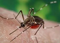 Noticia Radio Panamá | Se contabilizan 33 casos de dengue en el distrito de San Miguelito