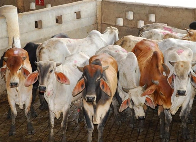 Noticia Radio Panamá | Autoridades en alerta ante casos de rabia bovina y encefalitis equina en el país