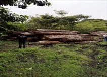 Noticia Radio Panamá | Mi Ambiente busca aumento de penas por delitos ambientales