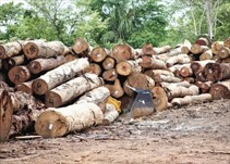 Noticia Radio Panamá | Congreso Emberá Wounaan defiende proyectos y niega tala de árboles