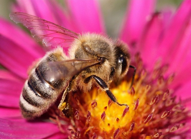 Noticia Radio Panamá | Fragancia de flores reduce respuesta agresiva de las abejas