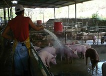 Noticia Radio Panamá | Porcinocultores denuncian abuso en importaciones de cerdos