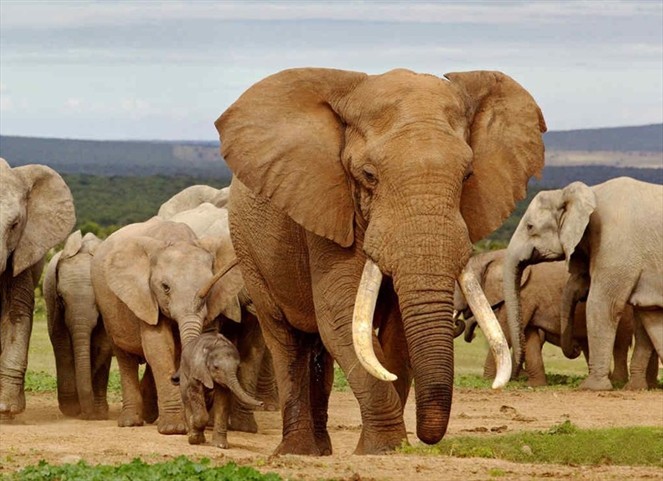 Noticia Radio Panamá | ¿Por qué los elefantes son resistentes al cáncer?