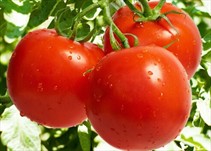 Noticia Radio Panamá | Consumo de tomates aporta múltiples ventajas a tu salud