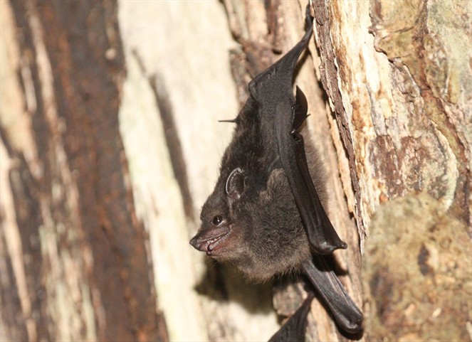 Noticia Radio Panamá | Estudio del Smithsonian comprueba que mamás murciélago usan «lenguaje infantil» para comunicarse con sus crías
