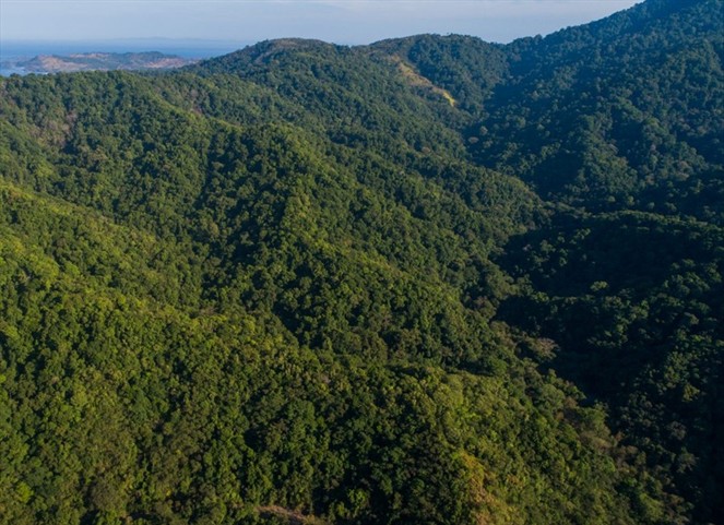 Noticia Radio Panamá | MiAmbiente suspende temporalmente otorgamiento de permisos para tala de bosques por un año