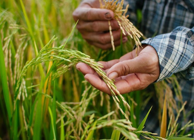 Noticia Radio Panamá | Gobierno y productores de arroz firman acuerdo para agilizar pagos adeudados de la cosecha 2019-2020