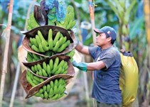 Noticia Radio Panamá | Exportaciones panameñas son lideradas por productos agropecuarios