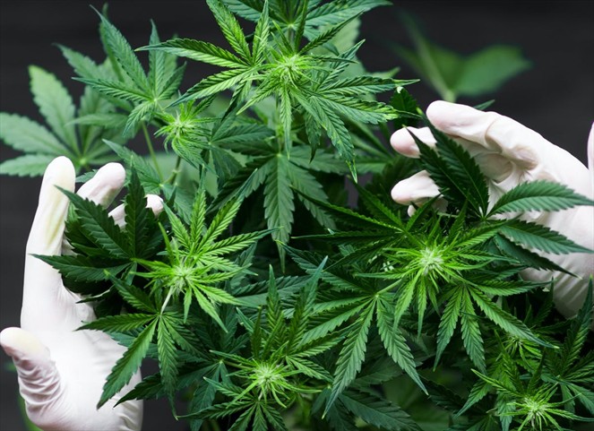 Noticia Radio Panamá | Reclaman aprobación de proyecto de ley para legalizar el uso del Cannabis Medicinal