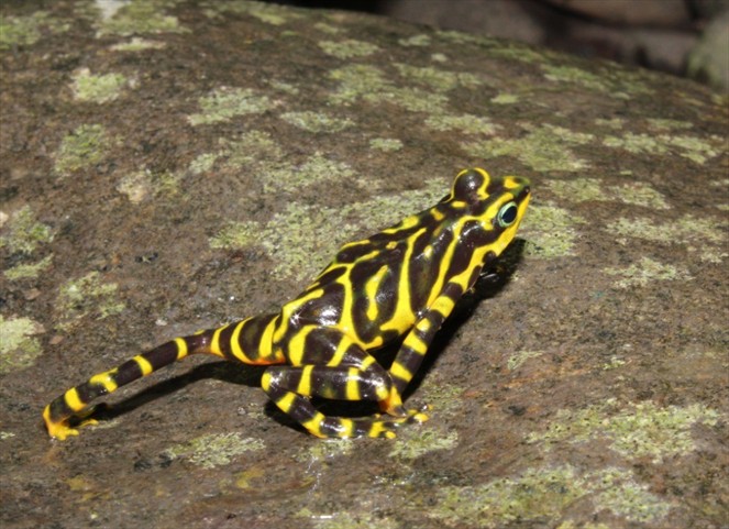 Noticia Radio Panamá | Biólogo Panameño descubre nueva especie de rana en la selva del Darién