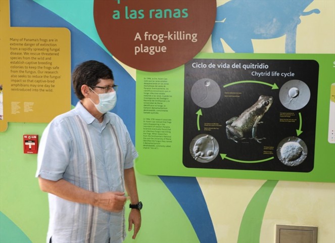 Noticia Radio Panamá | Panamá reproduce ranas para salvarlas de su extinción