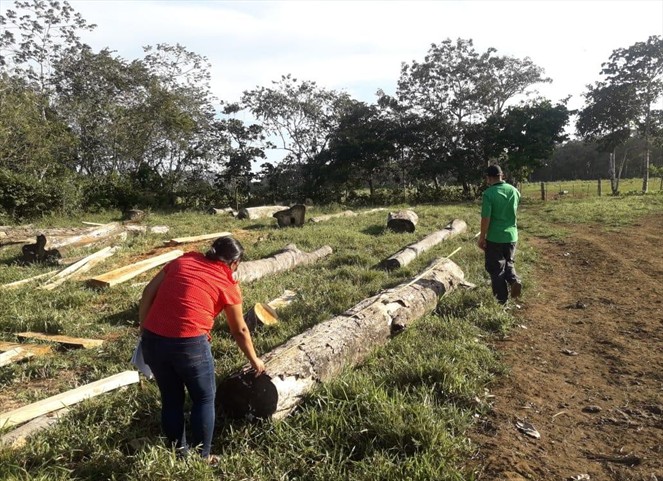 Noticia Radio Panamá | La tala no es la principal causa de pérdida de bosques en el país; MiAmbiente