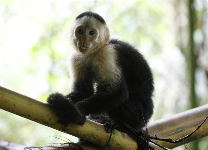Noticia Radio Panamá | MiAMBIENTE reitera que se debe evitar el mascotismo de vida silvestre