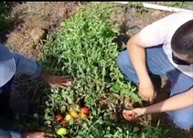 Noticia Radio Panamá | IDIAP trabaja en el mejoramiento genético del tomate