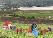 Noticia Radio Panamá | Movilizaciones en Tierras Altas producen despidos de trabajadores agrícolas