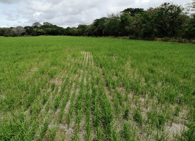 Noticia Radio Panamá | Lluvias afectan la producción de arroz en Chiriquí