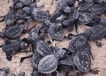 Noticia Radio Panamá | El breve y peligroso camino de las tortugas recién nacidas hacia el océano en Panamá