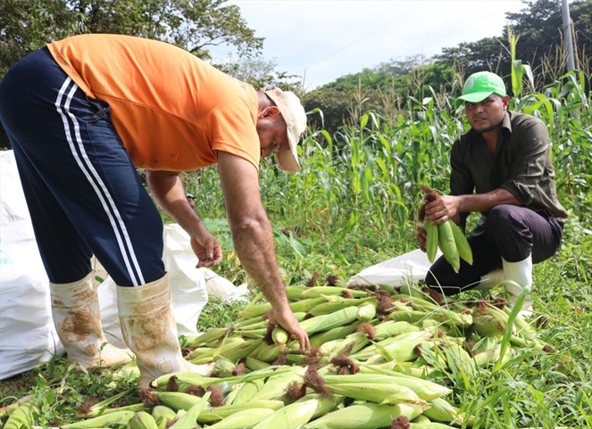 Noticia Radio Panamá | Privados de libertad cosechan más de 2 mil mazorcas de maíz
