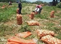 Noticia Radio Panamá | Productores manifiestan que agentes comerciales han incumplido con la importación de cebolla