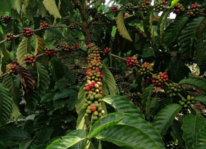 Noticia Radio Panamá | Agroexportadores panameños obtienen registro para exportar café y cacao a China