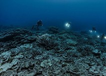 Featured image for “Descubren un arrecife con corales gigantes en Tahití”