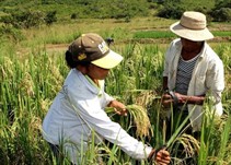 Noticia Radio Panamá | Unos 2 mil productores de arroz serán beneficiados con un programa financiero por $50 millones