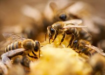 Noticia Radio Panamá | Cuerpo de Bomberos de Panamá emite recomendaciones ante ataques de abejas africanizadas