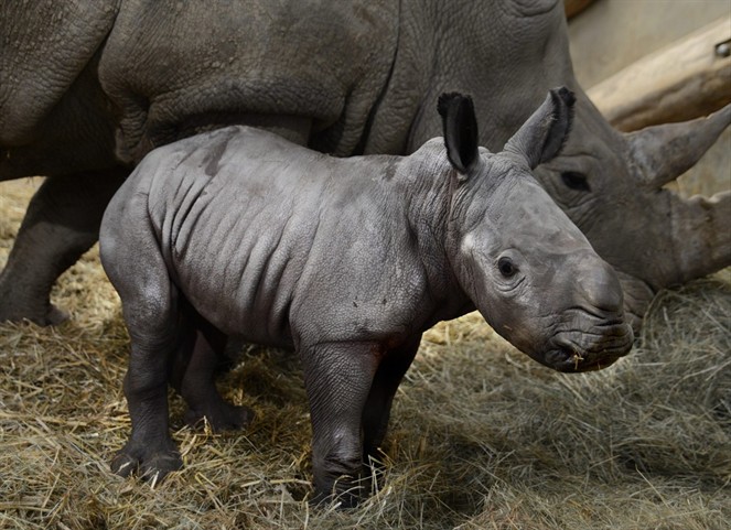 Noticia Radio Panamá | Bautizan en honor a la reina Isabel II a un bebé rinoceronte en Inglaterra