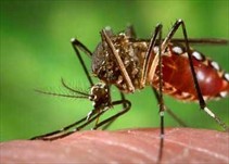 Noticia Radio Panamá | Detectan cinco casos de dengue en la provincia de Colón