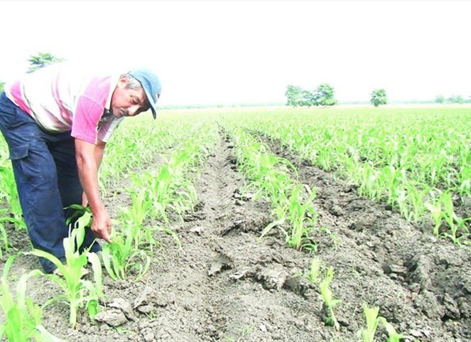 Noticia Radio Panamá | Boletín Agropecuario: 21 de Marzo 2022