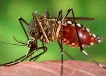 Noticia Radio Panamá | Alerta en la Región Metropolitana de Salud por casos de Dengue