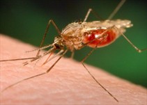 Noticia Radio Panamá | Se registran 54 casos de malaria no autóctonos en la región metropolitana