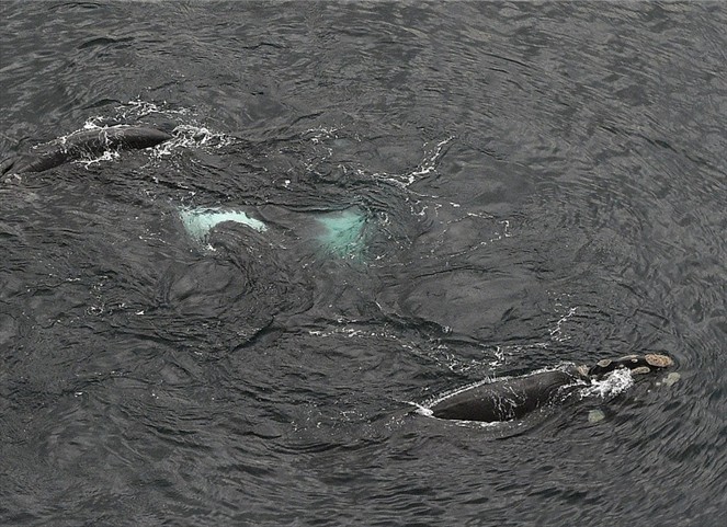 Featured image for “Ballenas francas del Atlántico Norte, en peligro de extinción, hacen una parada en Cape Cod”