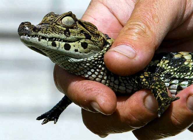 Noticia Radio Panamá | Uno de cada cinco reptiles está amenazado de extinción, según estudio