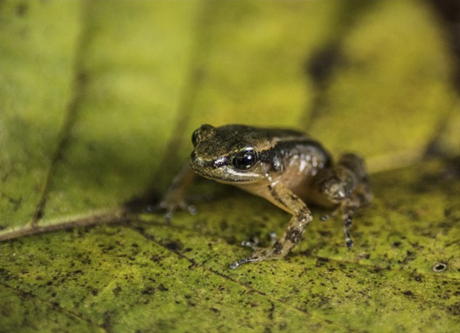 Noticia Radio Panamá | Laboratorio de Venezuela busca salvar a rana única amenazada de extinción
