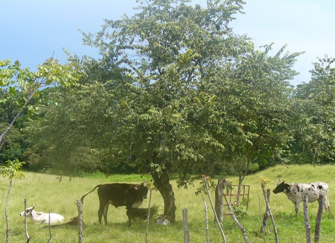 Noticia Radio Panamá | Ejecutan proyecto de ganadería sostenible para enfrentar el cambio climático en la subcuenca del Río Trinidad