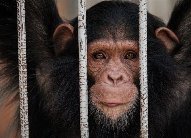 Noticia Radio Panamá | Primer caso de viruela del mono en Suecia