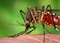 Noticia Radio Panamá | ¡No baje la guardia!, el Dengue sigue al acecho en la Región Metropolitana