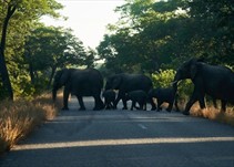 Noticia Radio Panamá | Aumento de manadas de elefantes amenaza a pobladores en Zimbabue